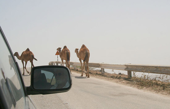 02 Camels passing in front of car